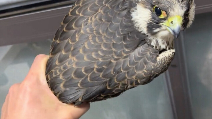 หนุ่มเหยี่ยวเพเรกรินบุกไปที่บ้านแล้วจับมันให้ยืนตรง!