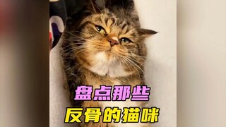 List of those rebellious cats# Watch and laugh# Cats