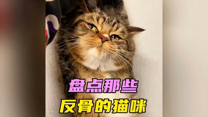 List of those rebellious cats# Watch and laugh# Cats