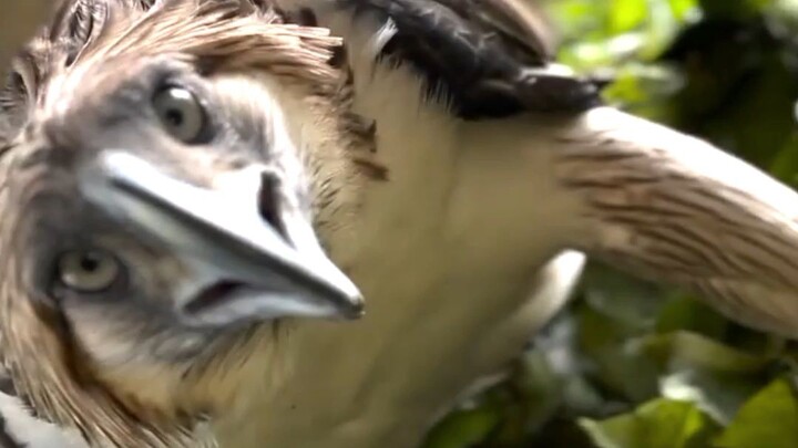 Philippine Eagle also known as the monkey-eating eagle