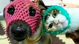 Tik Tok Chó Mèo Hài Hước Nhất Thế Giới | Best Funny Cats And Dogs  Compilation 2020 Try Not To Laugh