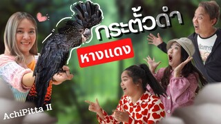 กระตั้วหางแดง (Red tailed Black Cockatoo) X Achipitta Xจ้องชาวไร่ X Bluebellboo Ep.283