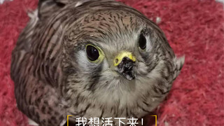 Aku hanya ingin bertahan hidup! Burung elang merah dengan paruh putus, Zhi Ma, makan dengan susah pa