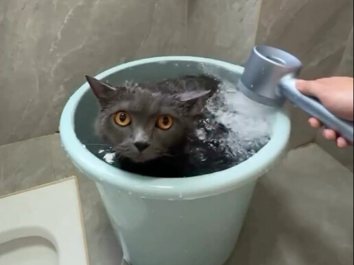 Kucing di rumahku: Video ini editan!