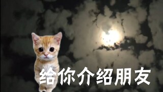 贴 心 猫 猫