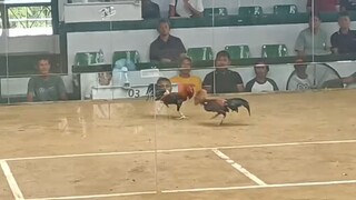 Tornado X Muff Panalo sa San Carlos Palawan