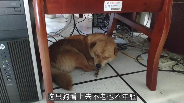 A stray dog ran into the office, refused to leave even when chased away, and actually shed tears, be