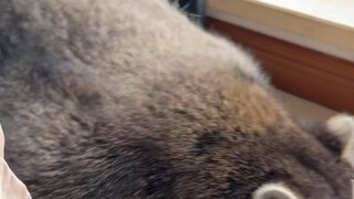 แรคคูนซ่อนในถังขยะ #แรคคูนน้อย