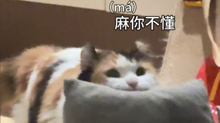 Only meow knows where the kitten will sleep