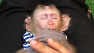 Monkey Mino sleep tigh on mommy laps