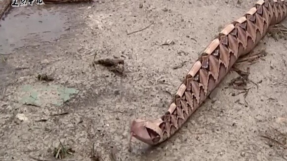 งูพิษที่อ้วนที่สุดในโลกคลานเหมือนหนอนผีเสื้อ ทำไมไม่เอามาเลี้ยงในบ้านเราบ้างล่ะ