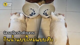 น้องเหมียวร่างอ๊วบอวบ กินน้ำแบบใหม่แบบสับ | Dog's Clip