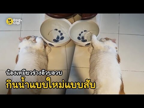 น้องเหมียวร่างอ๊วบอวบ กินน้ำแบบใหม่แบบสับ | Dog's Clip