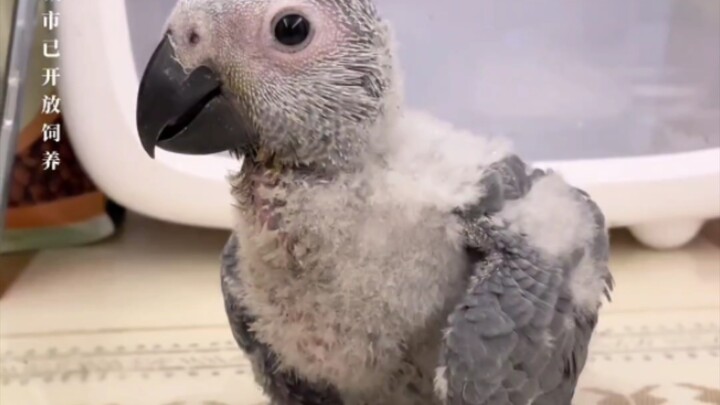 Speech Training for a One-Month-Old Grey Parrot!