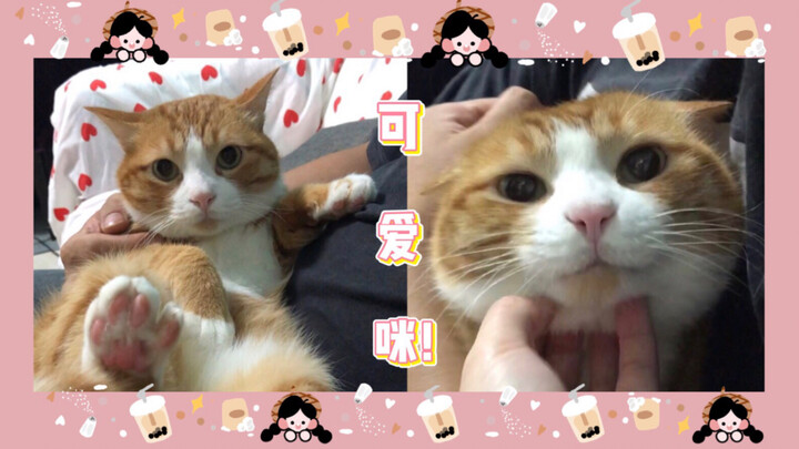 Why does this little cat suddenly look much cuter when you pick it up????