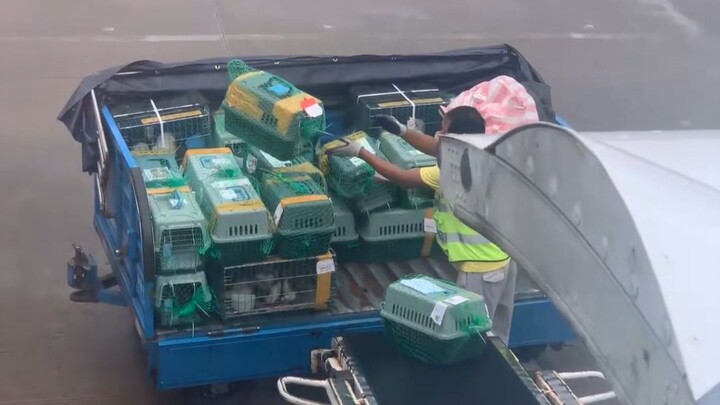 Cư dân mạng chia sẻ video vận chuyển thú cưng tại một sân bay trong nước