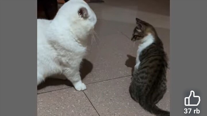 hihi