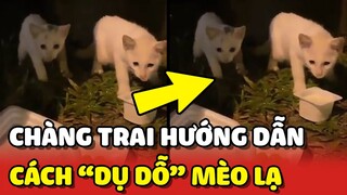 Bắt gặp 3 BÉ MÈO CON ở công viên và cách "DỤ DỖ" bất ngờ của chàng trai 😂 | Yêu Lu