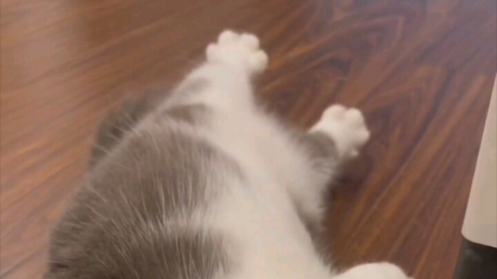 جيو جيو تزهر الأزهار