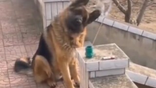 Collection of pets' funny moments