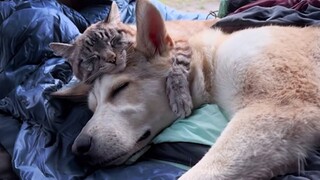 Funniest Animals 2023😂Cats who can't deny their love for dogs