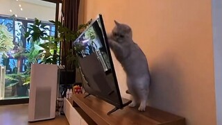 Panduan untuk Mencegah Orang Memelihara Kucing~