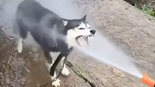 “Con người thực sự là kẻ thù tự nhiên của loài chó.”