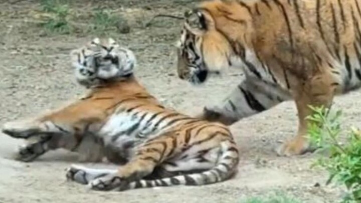 As expected, no animal ever thinks something is too much trouble when they’re up to no good.