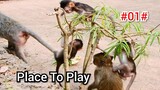 We Are Very Happy When All Monkeys In Group Amber Fine And Happy To Play Together #01#