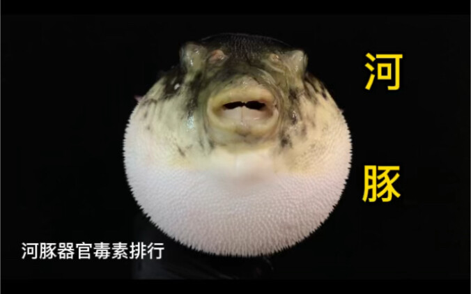 河豚器官毒素排行榜，河豚都哪里不能吃，你们知道吗？