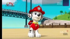 Paw Patrol Musim 5 Episode 17 dan 18 Bahasa indonesia Global tv