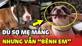 Nàng chó SỢ MẸ MẮNG nhưng vẫn BÊNH CÁC EM hết mình 😂 | Yêu Lu