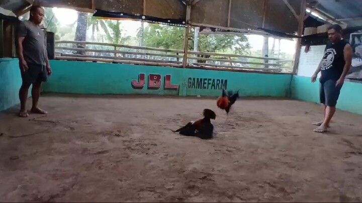 🐓