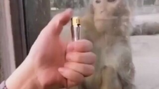 有趣的人不要和无趣的猴交流