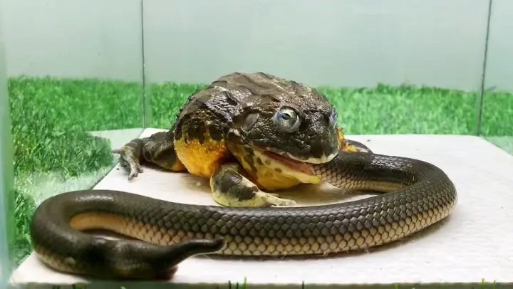 [Bullfrog] Snake: Why is It Suddenly So Dark?