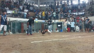 Texas cockpit arena Antipolo city