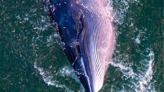 【鲸现深圳】时隔16年，深圳又出现了鲸鱼🐳