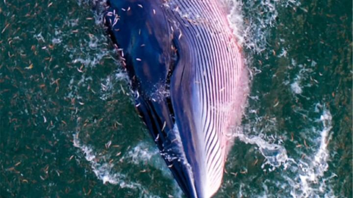 【Paus Muncul di Shenzhen】Setelah 16 tahun, paus kembali muncul di Shenzhen 🐳