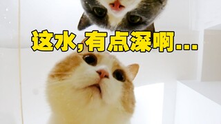 肉掉水里了，猫怎么办？