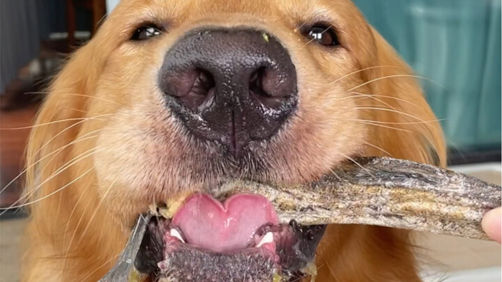 Aunties! Why does he turn into a filthy dog every time he eats?