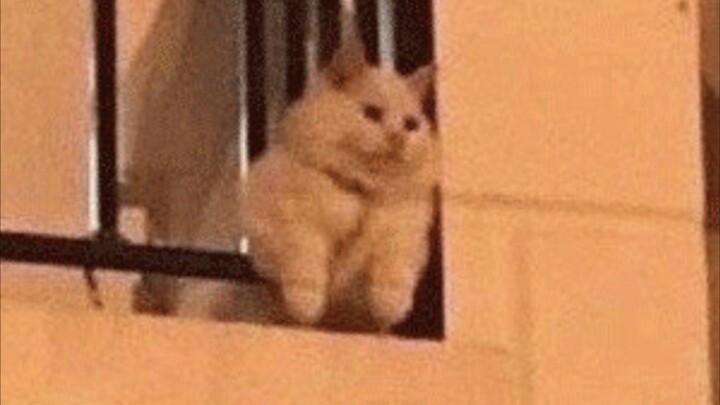 Meow: Humans, it’s time to make a change!
