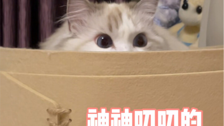 Why is my cat always acting so weird?