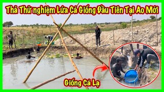 Linh Philip || Lứa Cá Giống Đầu Tiên Được Thả Thử Nghiệm Tại Ao Cá Bản Mới XoamBanDa