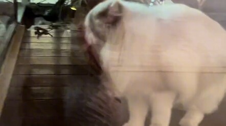 แมวจับหนูตัวแรกของบ้านปรากฏตัวแล้ว!! ทักษะล่าเหยื่อคะแนนเต็ม!