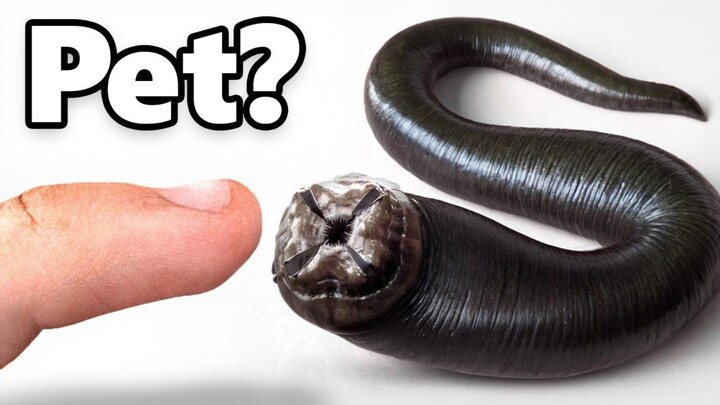 Maine Pet Leech Liya (haan_ sach mein)