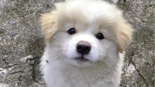 Anak anjing liar yang bodoh itu menungguku setiap hari, jadi aku memutuskan untuk membawanya pulang!