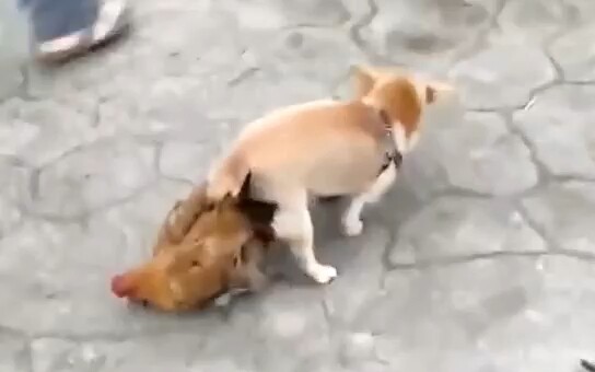 หมาตัวใหญ่ หมาตัวใหญ่ จูบกันๆๆ