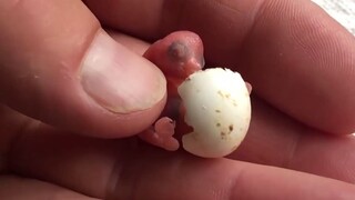 This Dutch "egg-hatching expert" uncle takes leftover parrot eggs from the pet store home to hatch t