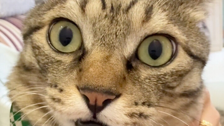 Kucing: Dia mau gigit telingaku! Aaaaaaah!