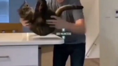 من الواضح أن هذا يخالف قانون القطط الأول.